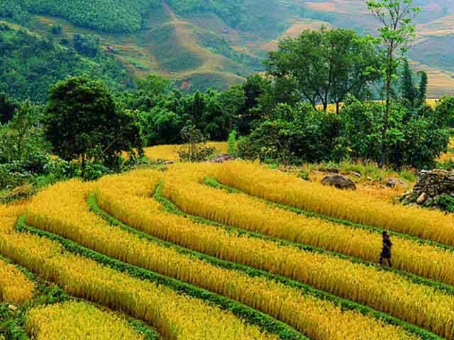 1-Sapa-corn-field.jpg