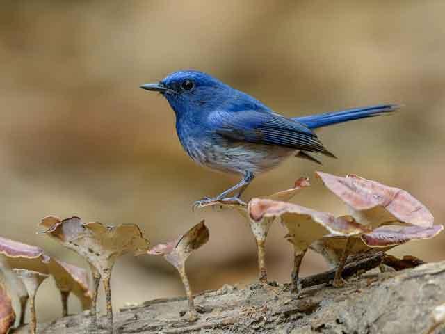 Hainan_Blue_-_Cat_Tien_National_Park.jpg