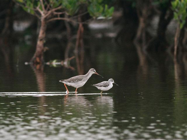 Xuan_Thuy_National_Park_-_Spotted_Redshank.jpg