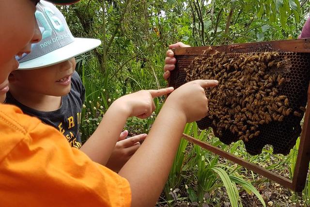 bee farm mekong.jpg
