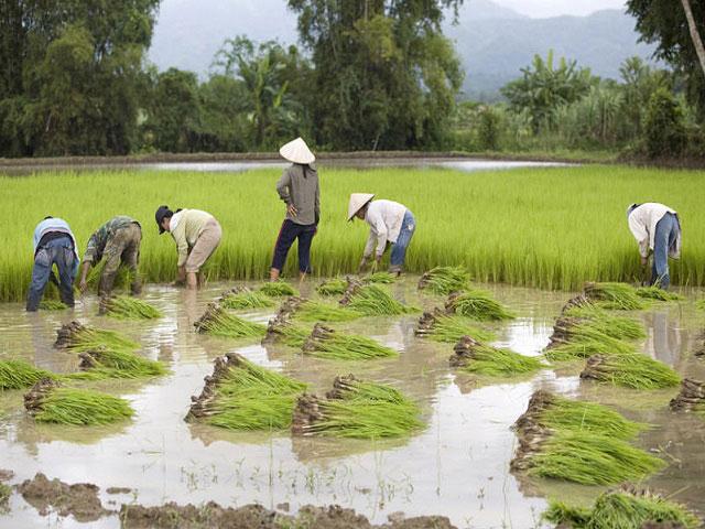 living-land-farm.jpg