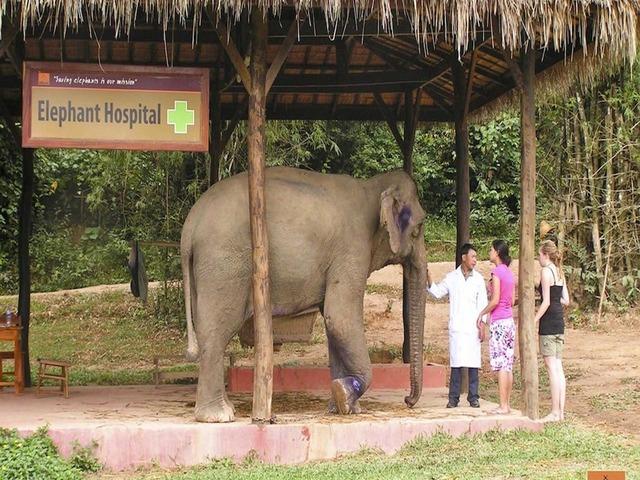 mahout bathing.jpg