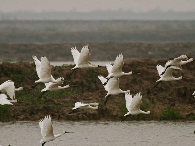 Xuan_Thuy_National_Park_-_Black-faced_Spoonbill.jpg