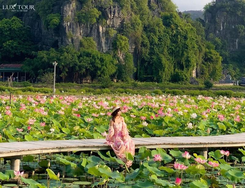 lotus ninh binh.jpg