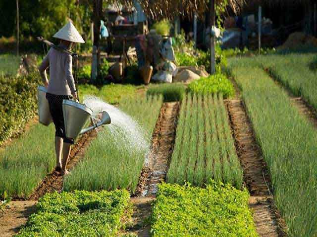 vietnam-summer-escape-holiday-tra-que-village.jpg