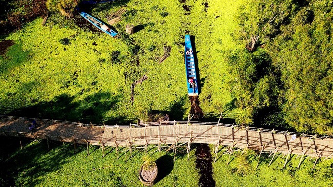 Bamboo Bridge in Tra Su Forest