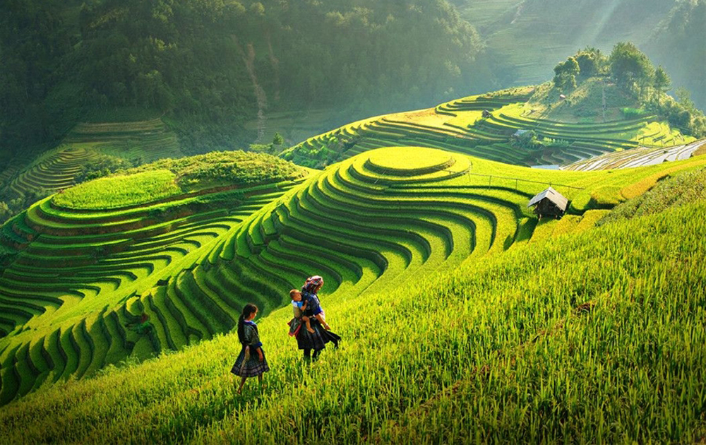 terraced fields in Vietnam