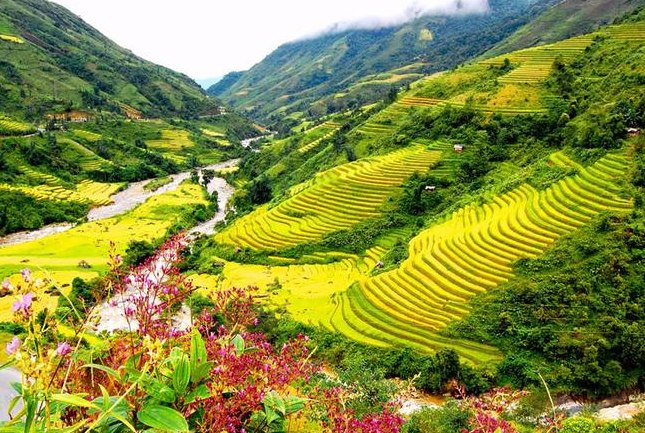 Terraced fields in Vietnam