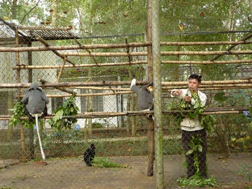 Delacour's langur is treated at the Endangered Primate Rescue Center. 