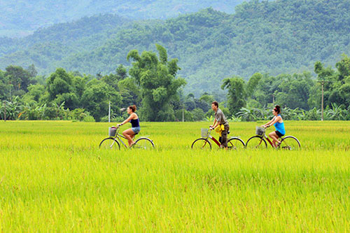 Mai Chau - Exciting cycling trips through yellow fields