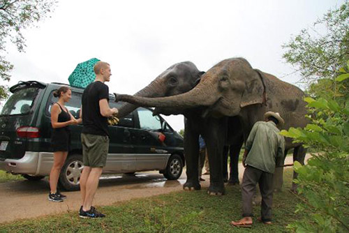 Participate in caring elephants at Phnom Tamao Wildlife Rescue