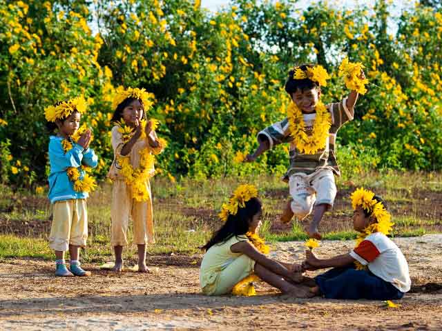 wild-sunflower-festival