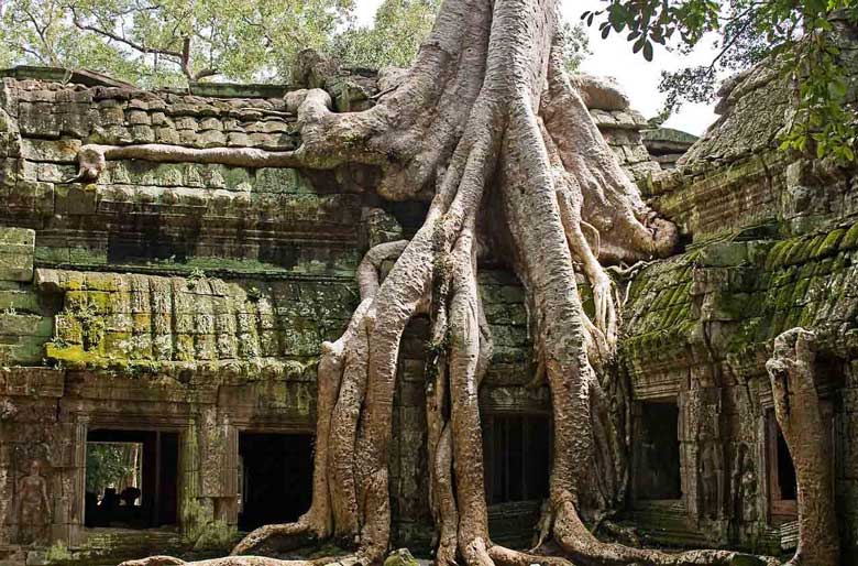 Ta Prohm Temple is under hundreds-year-old fig root