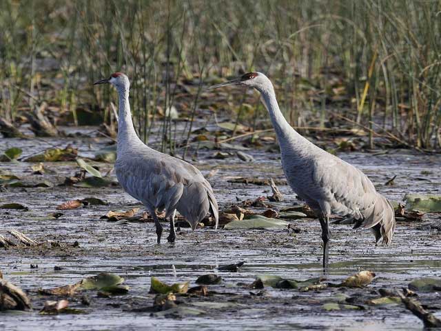 Cambodia Birding Ang Trapaend Thmor Crane Reserve